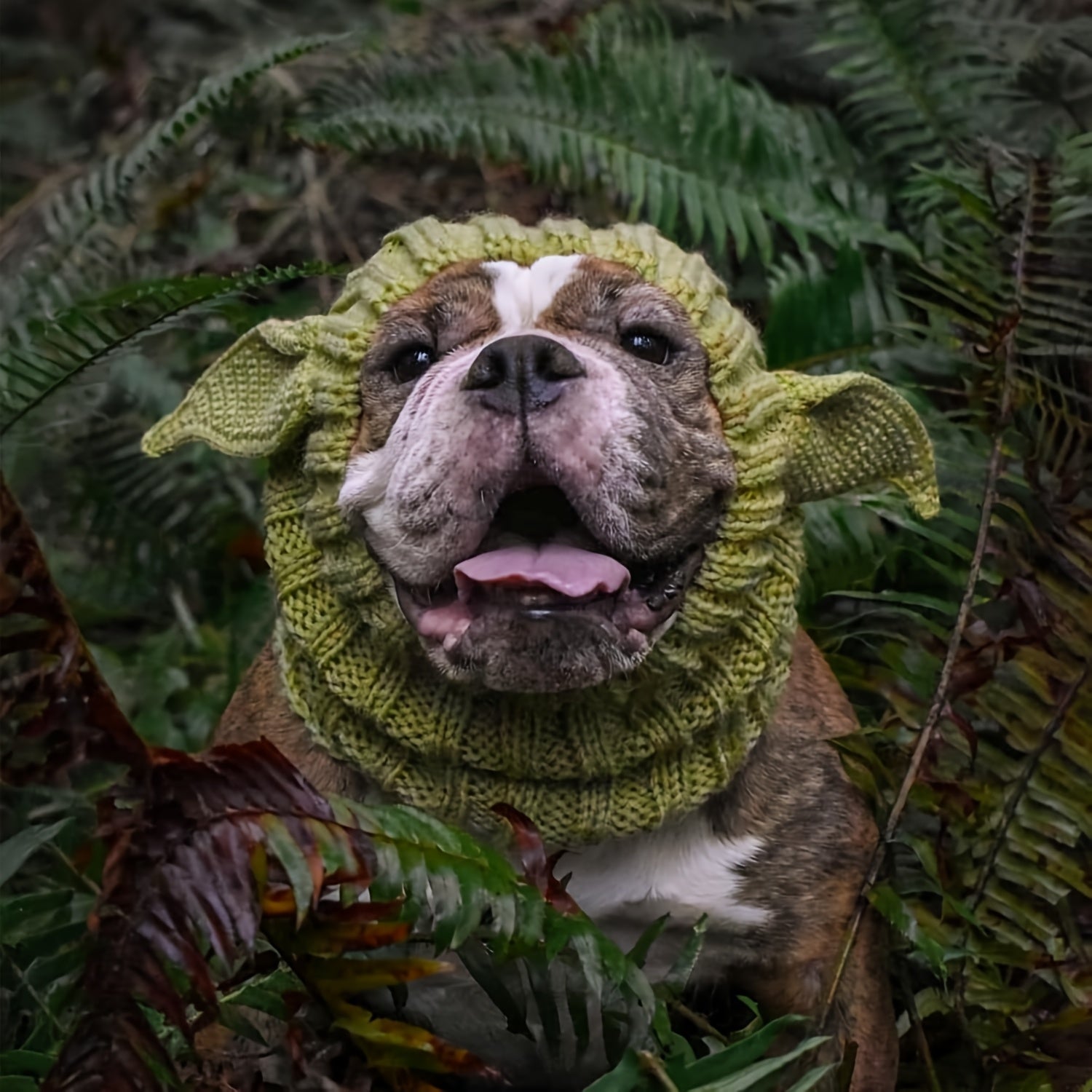 Pasamontañas Duende Para Perros (50% DESCUENTO)